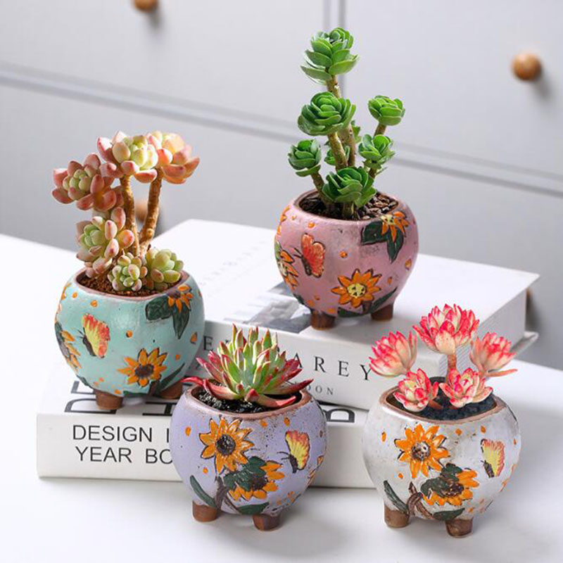 Корейский стиль, подсолнух, го – обзор и цена Echeveria Succulent